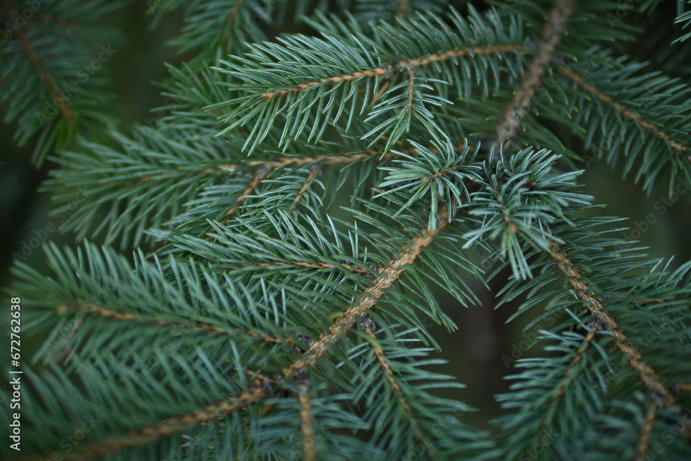 green branches of a Christmas tree close-up,  short needles of a coniferous tree close-up on a green background, texture of needles of a Christmas tree close-up, blue pine branches