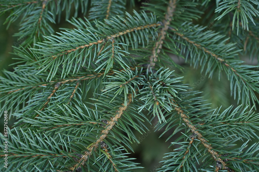 green branches of a Christmas tree close-up,  short needles of a coniferous tree close-up on a green background, texture of needles of a Christmas tree close-up, blue pine branches