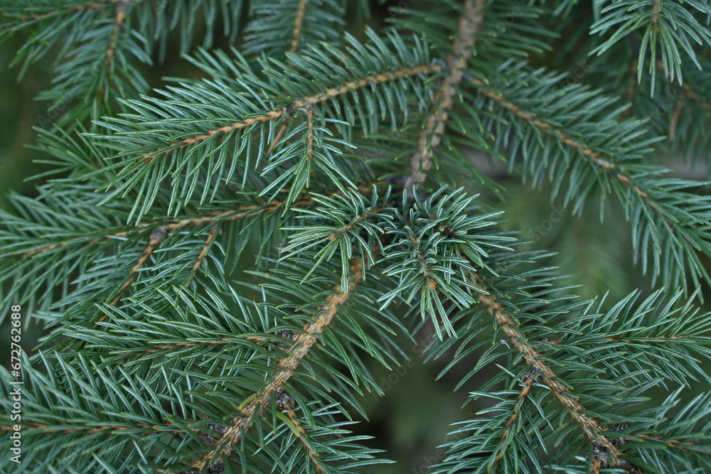green branches of a Christmas tree close-up, short needles of a coniferous tree close-up on a green background, texture of needles of a Christmas tree close-up, blue pine branches green branches of a Christmas tree close-up, short needles of a coniferous tree close-up on a green background, texture of needles of a Christmas tree close-up, blue pine branches