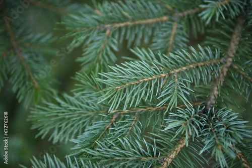 green branches of a Christmas tree close-up   short needles of a coniferous tree close-up on a green background  texture of needles of a Christmas tree close-up  blue pine branches