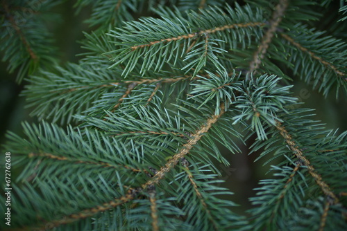 green branches of a Christmas tree close-up, short needles of a coniferous tree close-up on a green background, texture of needles of a Christmas tree close-up, blue pine branches
