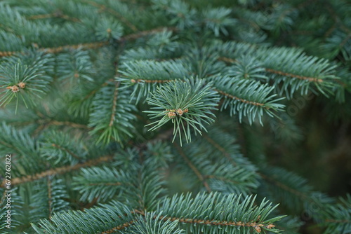 green branches of a Christmas tree close-up, short needles of a coniferous tree close-up on a green background, texture of needles of a Christmas tree close-up, blue pine branches