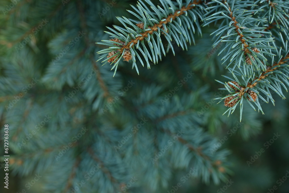 green branches of a Christmas tree close-up,  short needles of a coniferous tree close-up on a green background, texture of needles of a Christmas tree close-up, blue pine branches