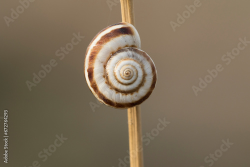 Schilderij op canvas Heath snail (Helicella itala) banded form, a species of medium-sized, air-breathing land snail, a terrestrial pulmonate gastropod mollusk in the family Geomitridae, the hairy snails and their allies