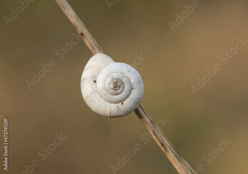 Heath snail (Helicella itala) white form, a species of medium-sized, air-breathing land snail, a terrestrial pulmonate gastropod mollusk in the family Geomitridae, the hairy snails and their allies. photo