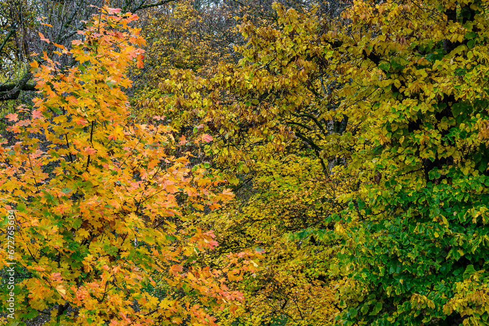 Foglie d'autunno nel parco di Cavalese, Trentino Foglie d'autunno nel parco di Cavalese, Trentino