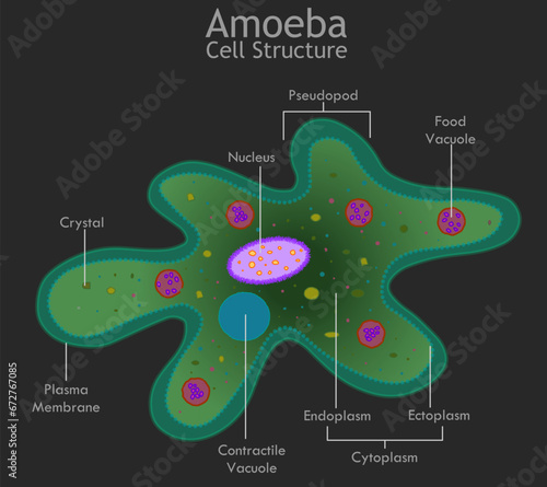 Amoeba cell structure. Endoplasm, transparent cytoplasm, pseudopod, nucleus, vacuole, contractile, crystal. Unicellular microscopic organism. Dark green ameba diagram, anatomy. Vector illustration
