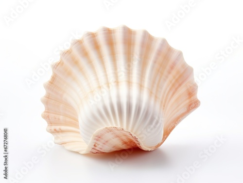 Sea shell © Nipon