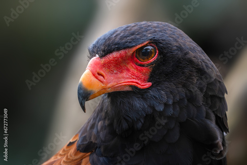 Bateleur - Terathopius ecaudatus  portrait of beautiful colored bird of prey from African bushes and woodlands  Taita hills  Kenya.