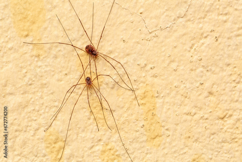 Opilion. Pair of spiders or reapers on the wall.