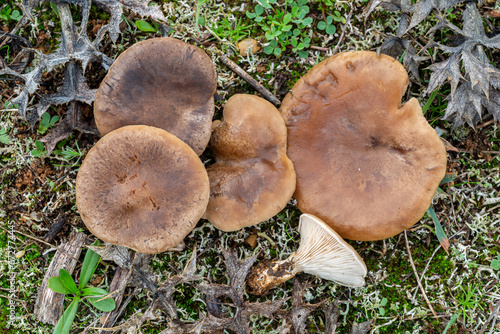 Pleurotus eryngii. Group of Oyster Mushrooms.