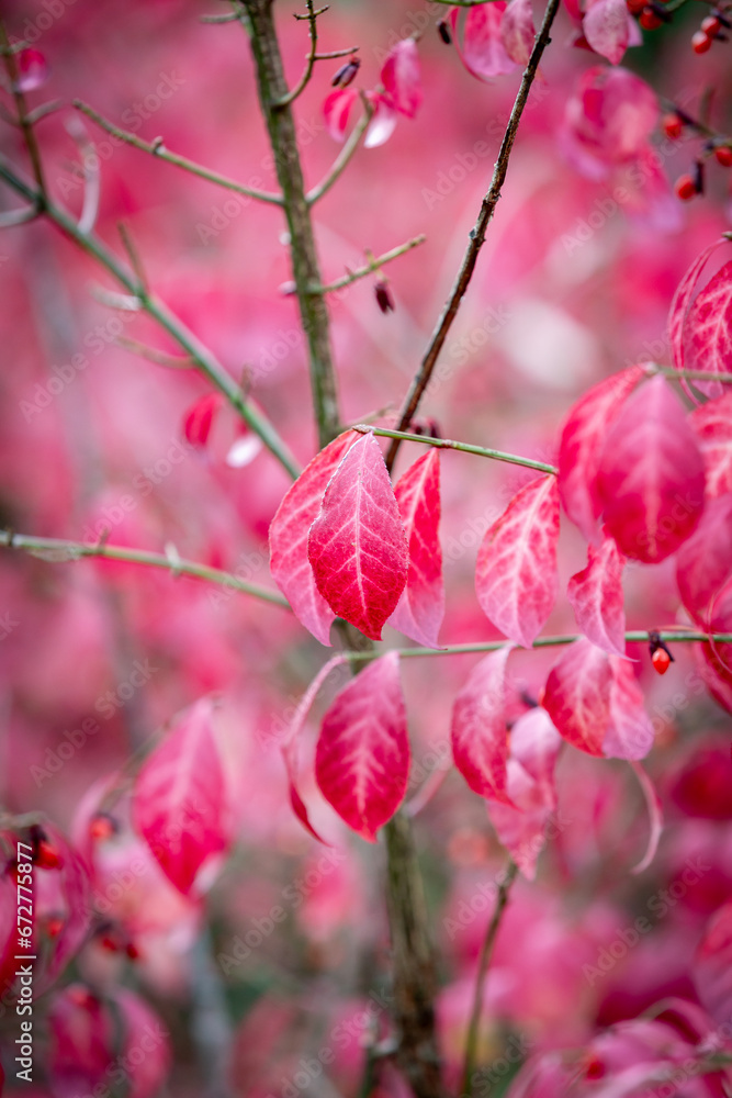 A colourful winged spindle tree in the autumn sunshine A colourful winged spindle tree in the autumn sunshine