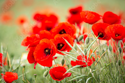 Vibrant poppies in a meadow in the Hampshire countryside