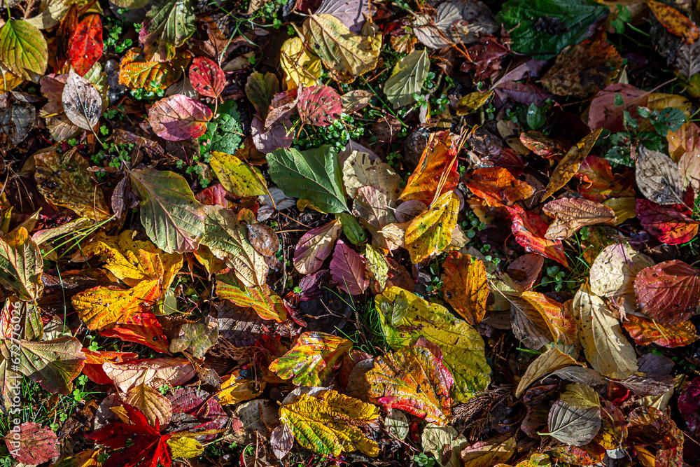 A carpet of different coloured fallen leaves, on a sunny November day