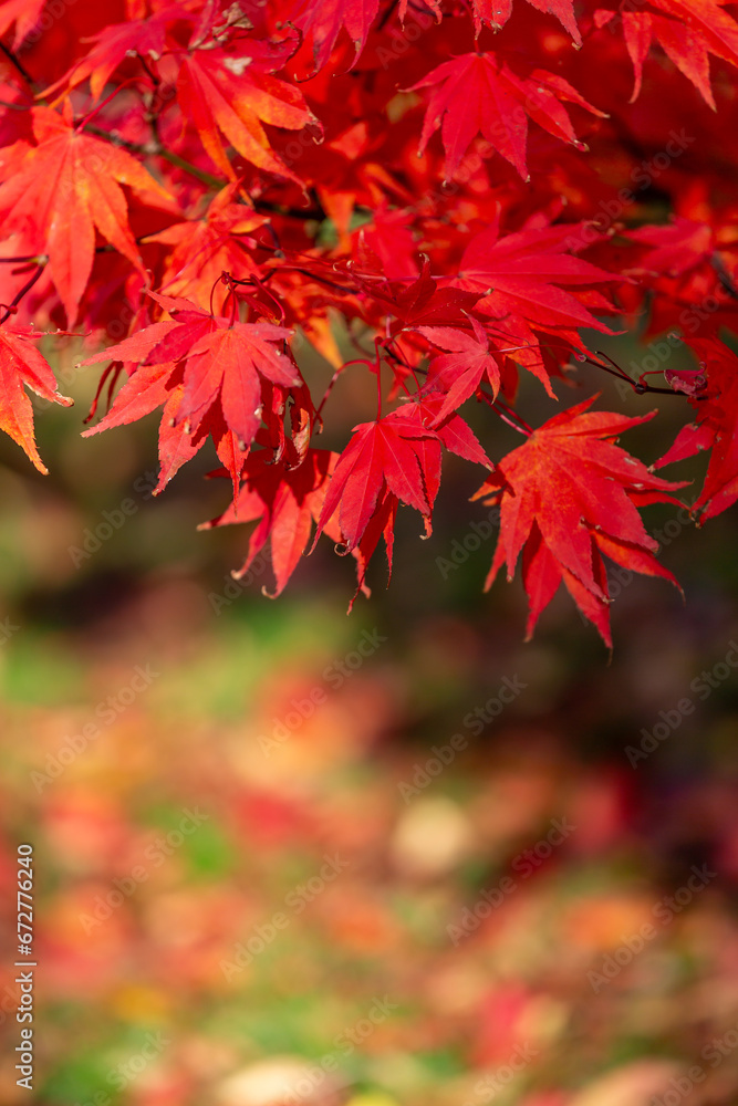 A japanese maple tree in the autumn sunshine, with a shallow depth of field A japanese maple tree in the autumn sunshine, with a shallow depth of field