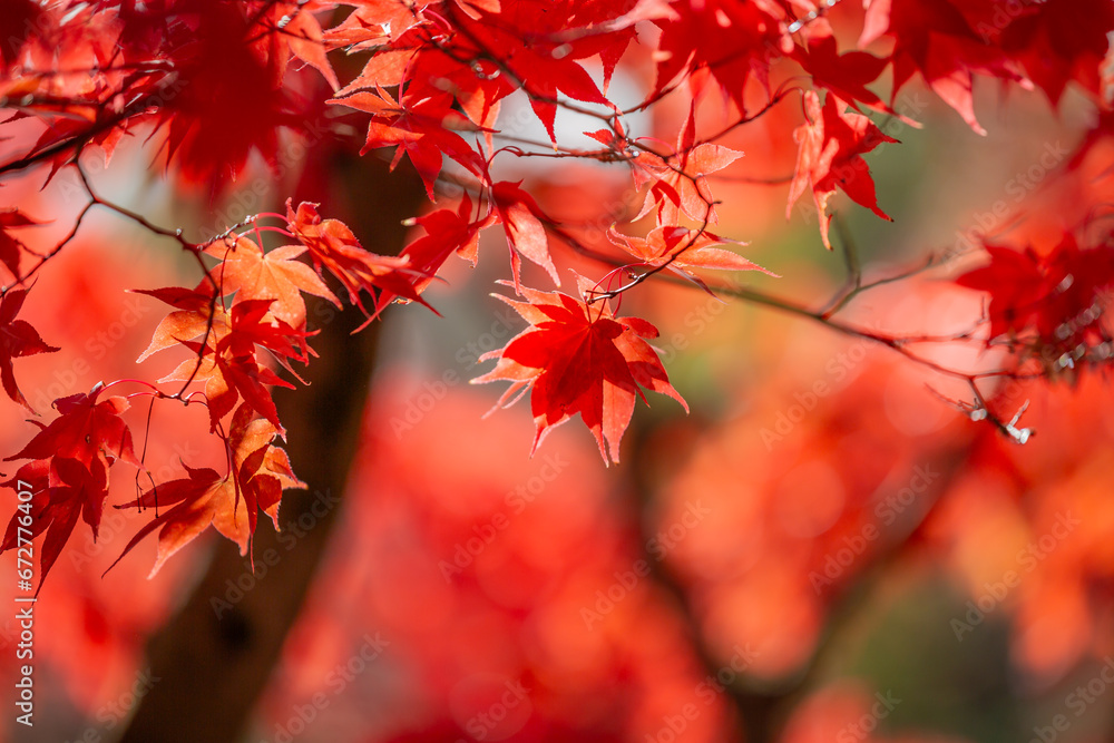 Vibrnat maple leaves in fall, with a shallow depth of field Vibrnat maple leaves in fall, with a shallow depth of field