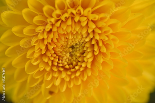  yellow symmetrical flower chrysanthemum close up  Yellow daisy flower close-up  macro chrysanthemum flower