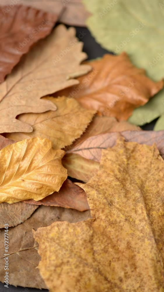 Colorful dry autumn leaves background, rotating seasonal concept vertical video Colorful dry autumn leaves background, rotating seasonal concept vertical video