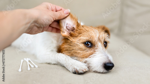 Owner's hand checking and cleaning her healthy dog's ear. Pet care banner.