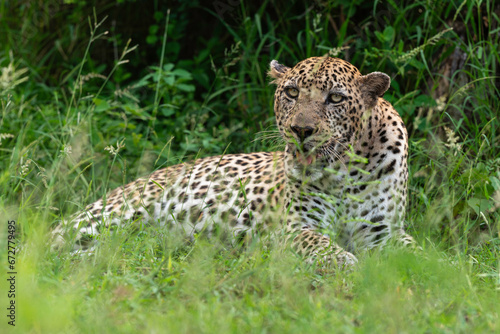 L  opard  Panth  re  Panthera pardus  Afrique du Sud