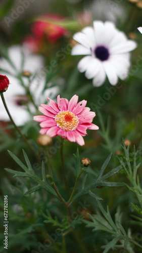 Florece en colores