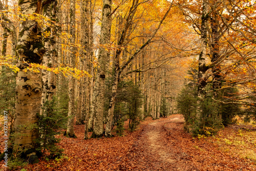 Obraz premium Captivating Ordesa National Park in Autumn: Scenic Adapted Path amidst Enchanting Red Beech Forests in Torla, Spain
