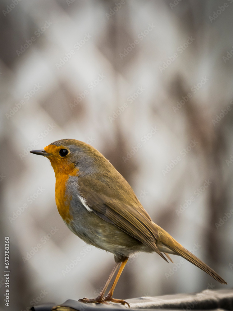 Fototapeta premium robin on a branch