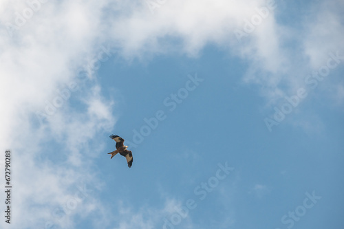 Flying red kite in the blue sky