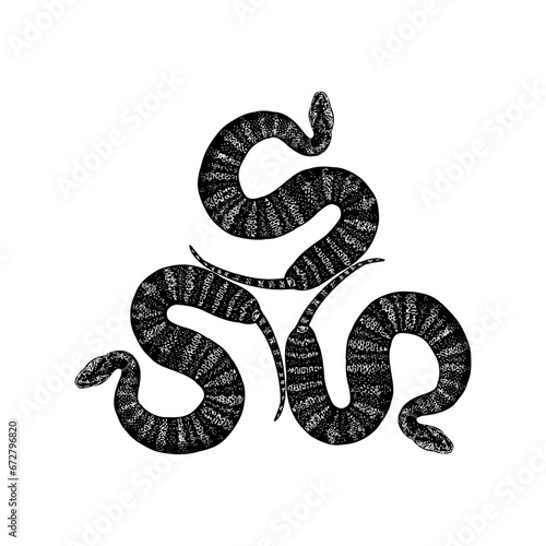 Three death adder snakes hand drawing vector isolated on background.