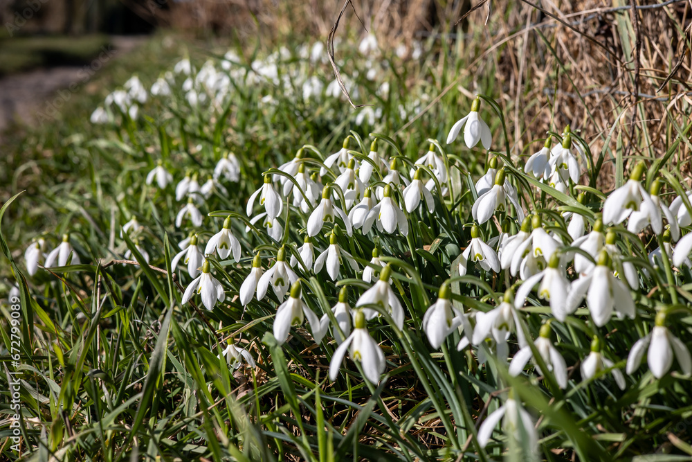Fototapeta premium Close up of snowdrops (Galanthus Nivalis) in early spring