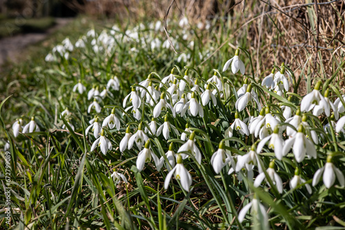 Close up of snowdrops  Galanthus Nivalis  in early spring