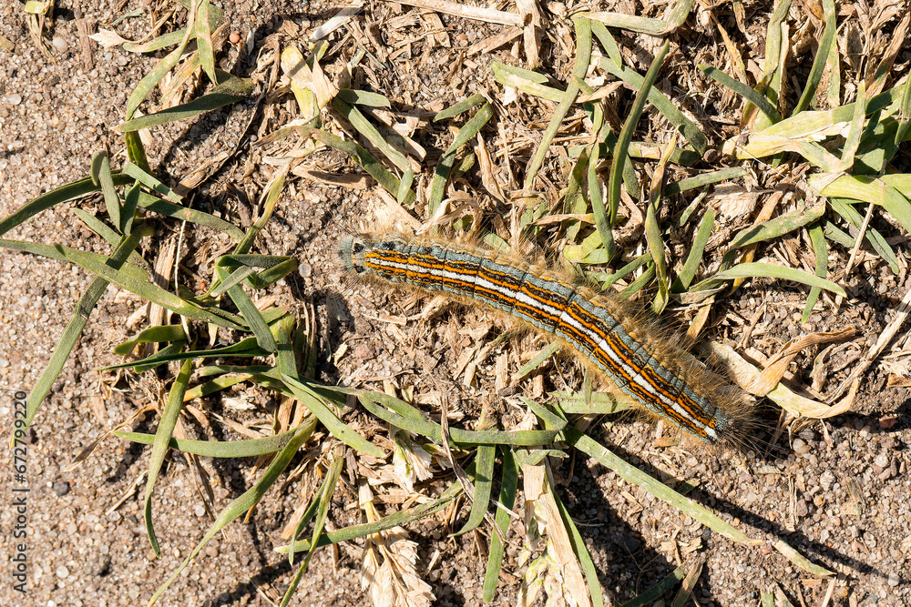 Raupe des Ringelspinner (Malacosoma neustria) Raupe des Ringelspinner (Malacosoma neustria)