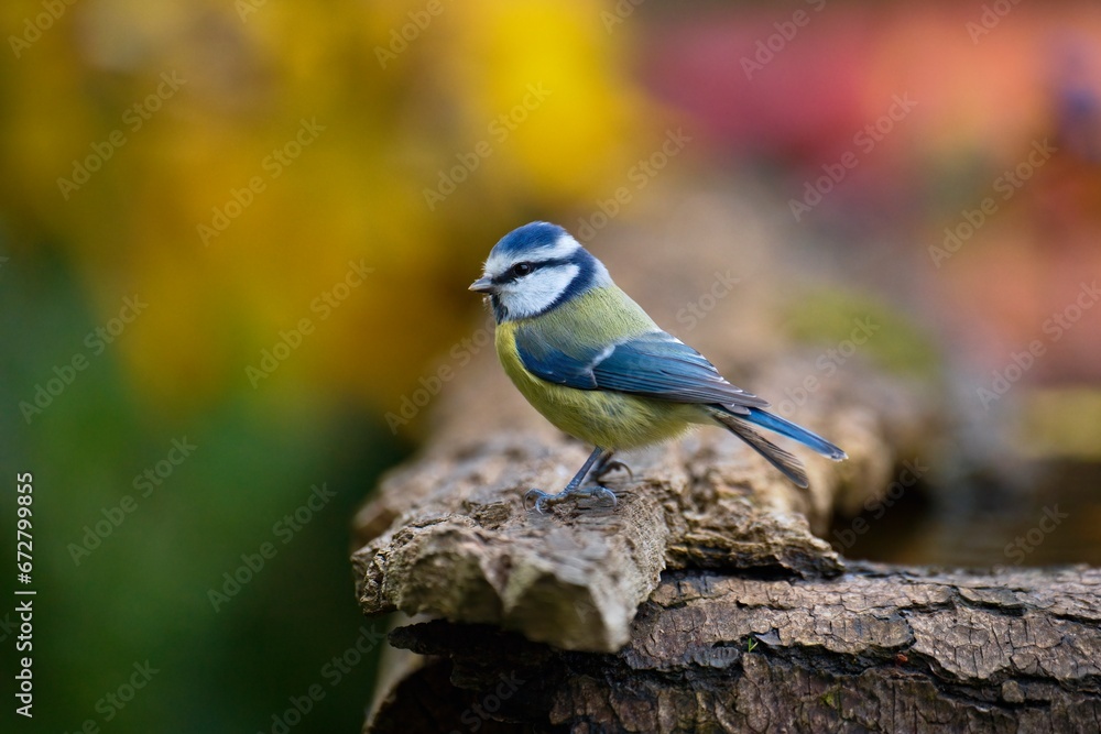 Eurasian Blue Tit, Cyanistes caeruleus (sýkora modřinka), at the watering hole, autumn colors, nice background, full 4k resolution