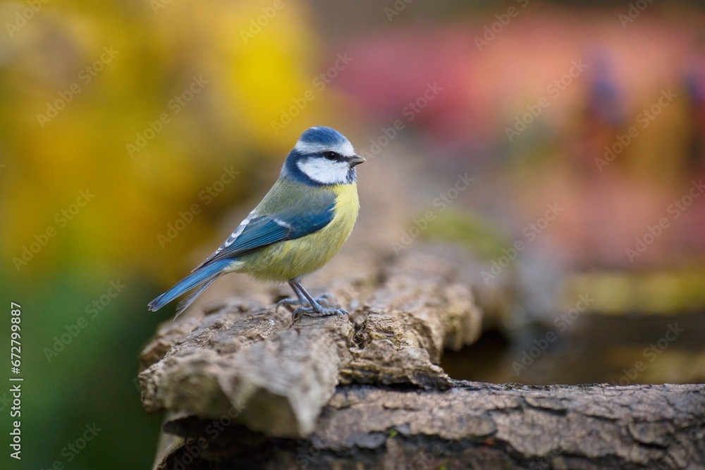 Eurasian Blue Tit, Cyanistes caeruleus (sýkora modřinka), at the watering hole, autumn colors, nice background, full 4k resolution Eurasian Blue Tit, Cyanistes caeruleus (sýkora modřinka), at the watering hole, autumn colors, nice background, full 4k resolution