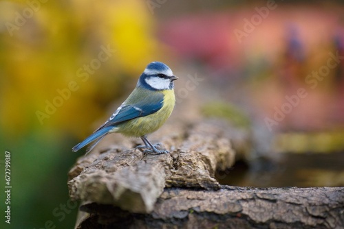 Eurasian Blue Tit, Cyanistes caeruleus (sýkora modřinka), at the watering hole, autumn colors, nice background, full 4k resolution