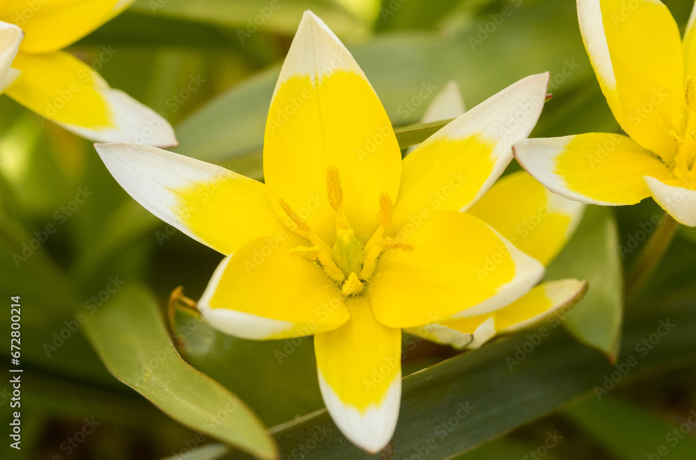 Obraz premium yellow flower in the garden