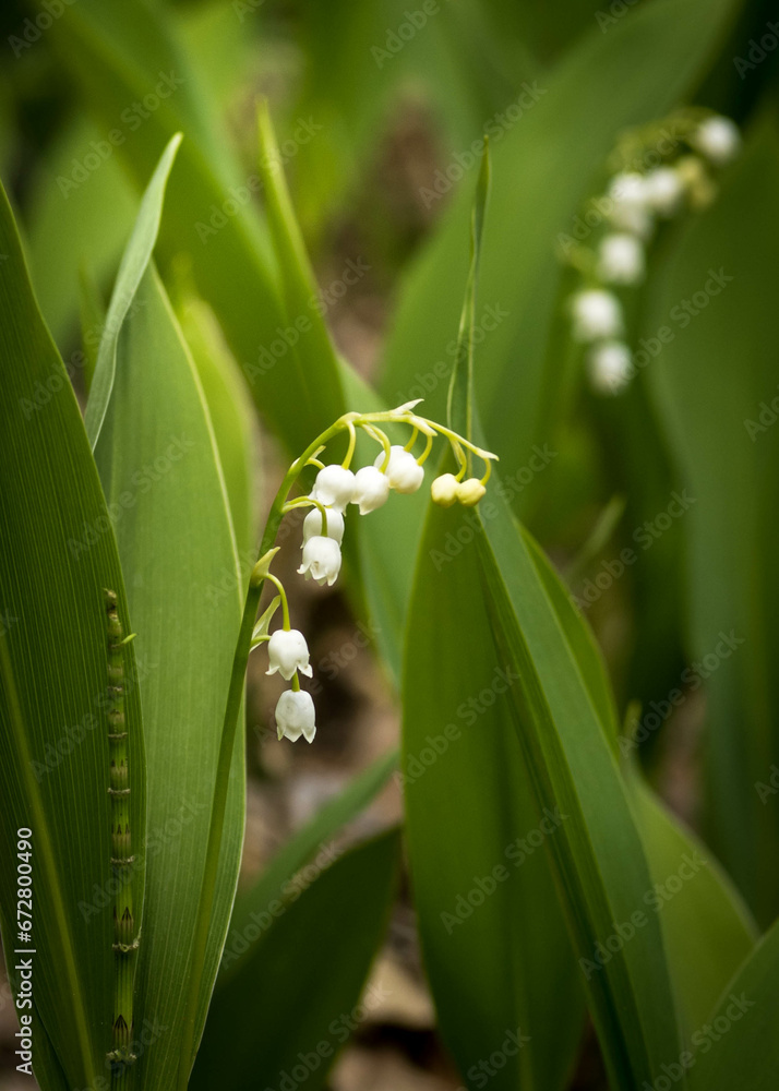 Obraz premium Convallaria majalis