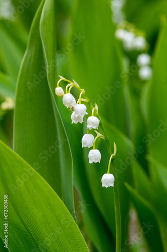 Convallaria majalis photo