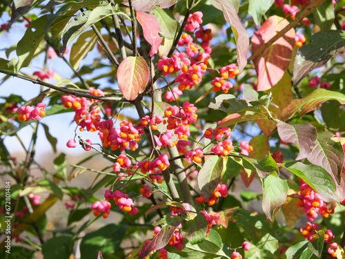 Die roten Früchte des Pfaffenhütchens oder Spindelbaums Euonymus, Euonymus europaea, und die grünen Blätter im September photo