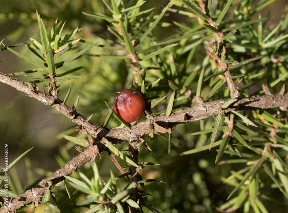 Cones of the oath (Juniperus drupacea), a juniper species from the cypress family, 10–15 m tall, from the Caryocedrus subsection of the Juniperus section, native to the Eastern Mediterranean.