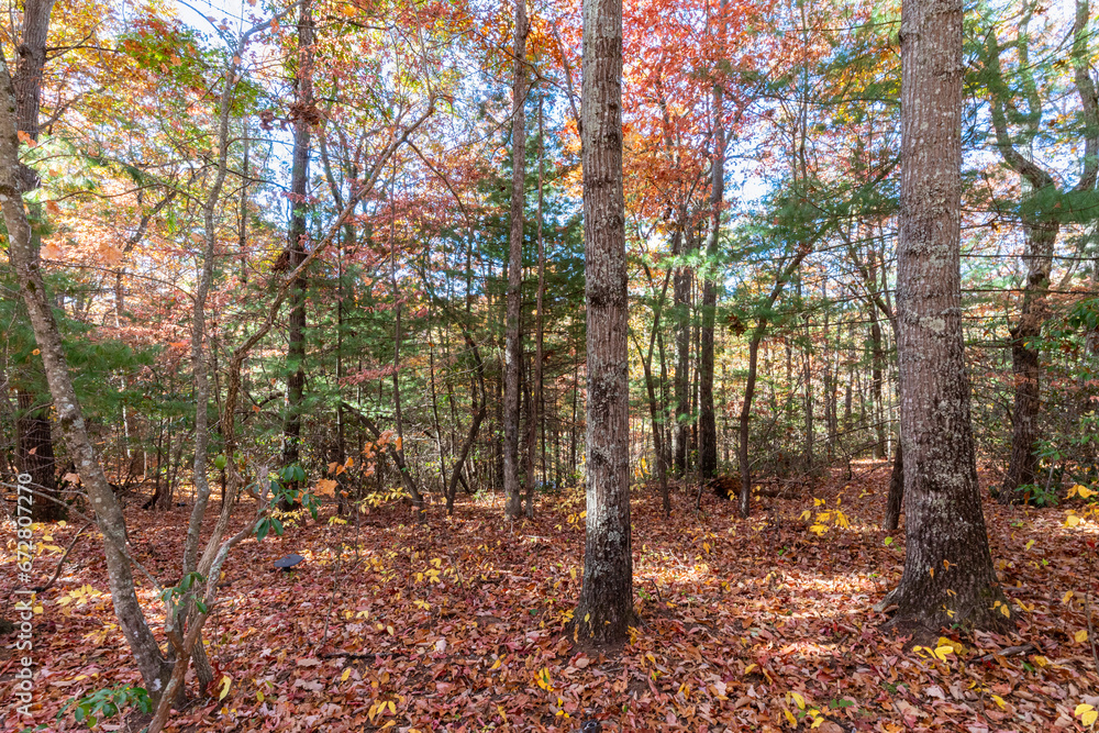 Fototapeta premium fall mountain land