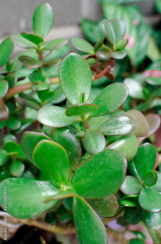 The jade plant (aka Crassula ovata), adorable mini tree. It's got a tiny wooden trunk and stems that support vibrant, jade-green oval leaves The jade plant (aka Crassula ovata), adorable mini tree. It's got a tiny wooden trunk and stems that support vibrant, jade-green oval leaves
