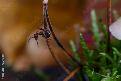 Mrówka rudnica (Formica rufa) – gatunek mrówki z podrodziny Formicinae. photo