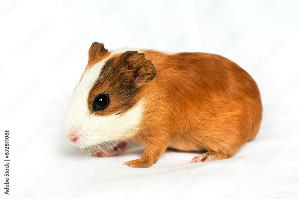 Red-haired with white spots guinea pig on a white wall background. Red-haired with white spots guinea pig on a white wall background.