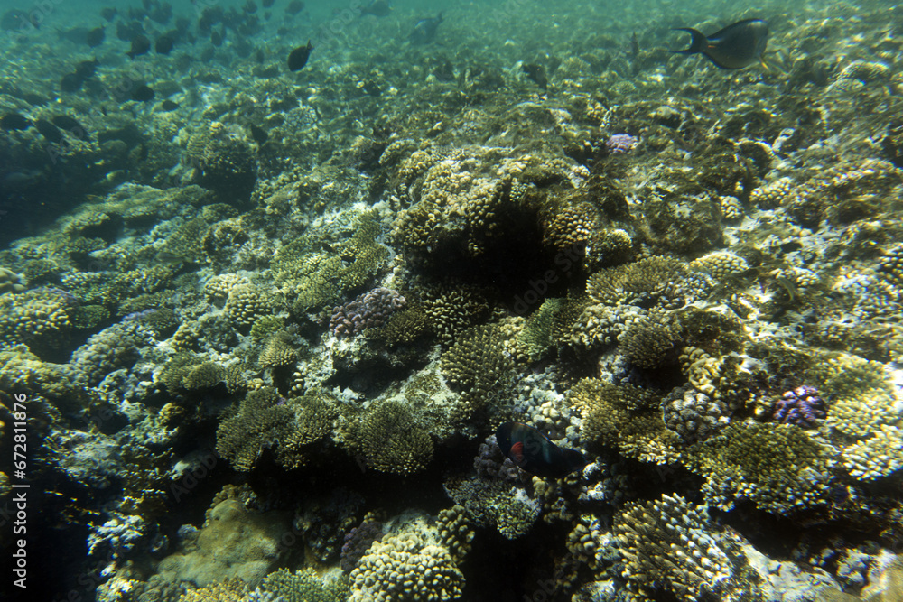 A landscape of coral reef A landscape of coral reef