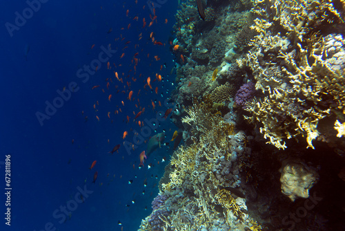 Fototapeta Naklejka Na Ścianę i Meble -  A landscape of coral reef