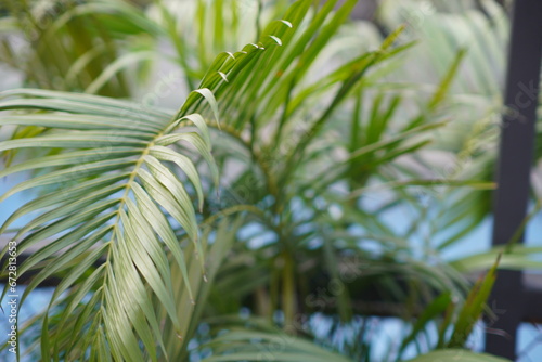 palm tree leaves