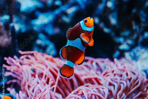 Ocellaris clownfish swimming in an aquarium