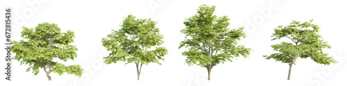 3D rendering of trees on transparent background, for illustration, digital composition, and architecture visualization