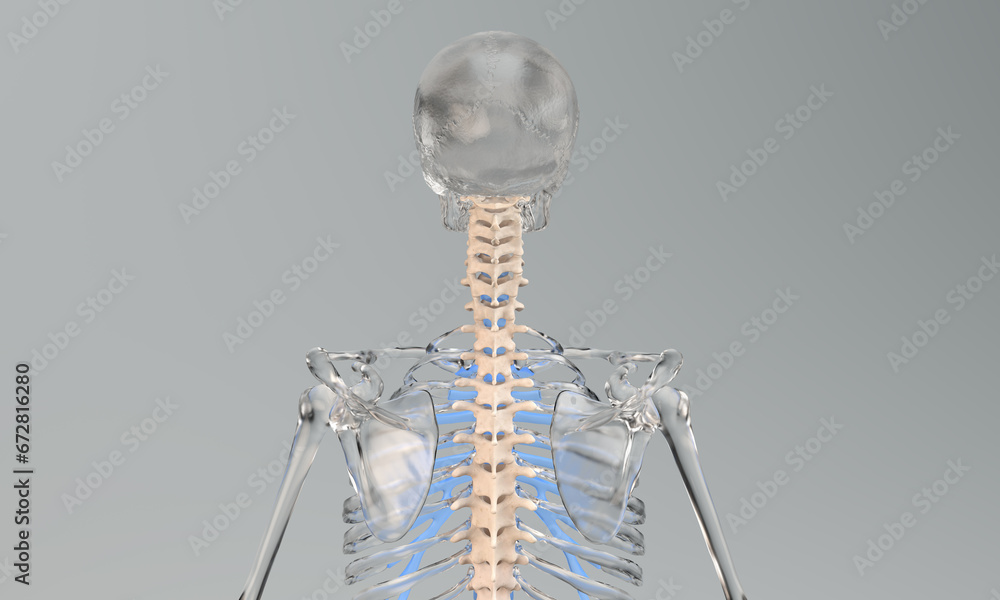 Cervical and thoracic spine on glass skeleton Cervical and thoracic spine on glass skeleton